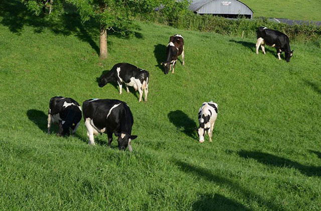 preview sữa tươi Promess pháp